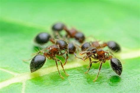 螞蟻在水裡|螞蟻的三個有趣冷知識：高空墜落、自己的農業和水上。